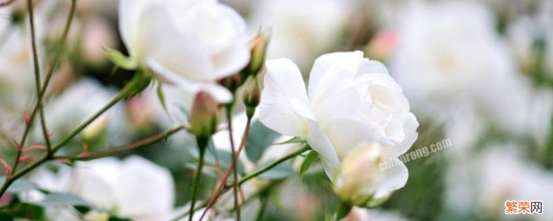 白玫瑰寓意是什么意思 白玫瑰寓意是什么意思?