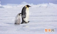 帝企鹅在什么时候繁殖 帝企鹅为什么在冬季繁殖