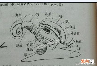 海螺能不能吃？