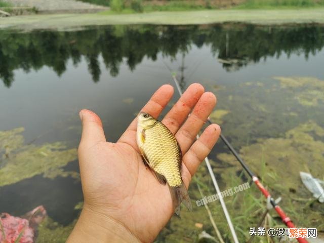 你的钓鱼历程中,第一次爆护是什么感觉？