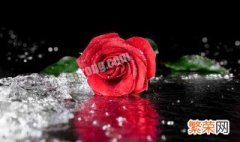 玫瑰花浇水可以撒到它的叶子上吗 玫瑰花浇水可以撒到它的叶子上吗