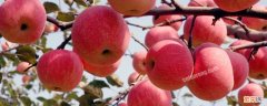 洛川苹果几月份成熟 陕西洛川苹果几月份成熟