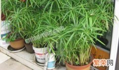 土培水竹的养殖方法是什么 水竹用什么土栽培