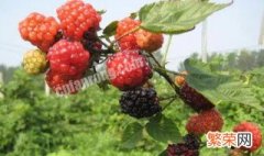 红树莓的繁殖方法 红树莓怎么繁殖