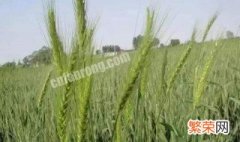 小麦拔节期可以打除草剂吗 小麦拔节能打除草剂吗