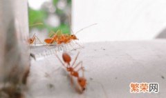 家里有微型小黄蚂蚁的原因 家里为什么有微型小黄蚂蚁