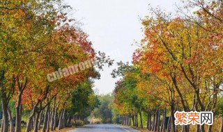 乌桕树泡酒有什么作用和功效 乌桕树泡酒有什么作用