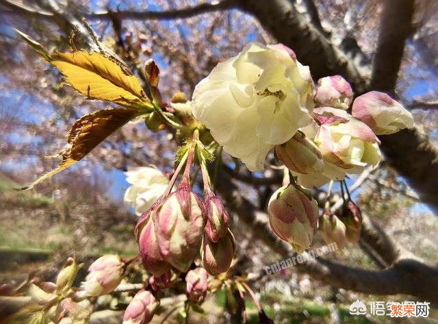 日本的樱花的确很美,你会专门为了看樱花而去日本吗？
