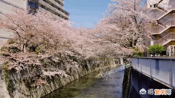 日本的樱花的确很美,你会专门为了看樱花而去日本吗？