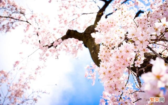 如何拍摄樱花的“落英缤纷”意境？
