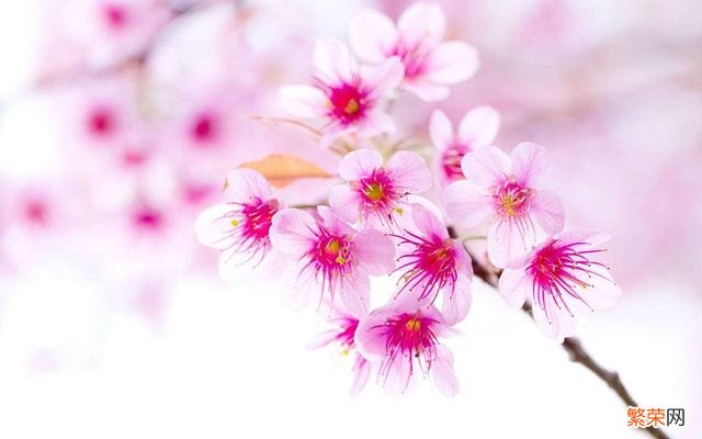 如何拍摄樱花的“落英缤纷”意境？