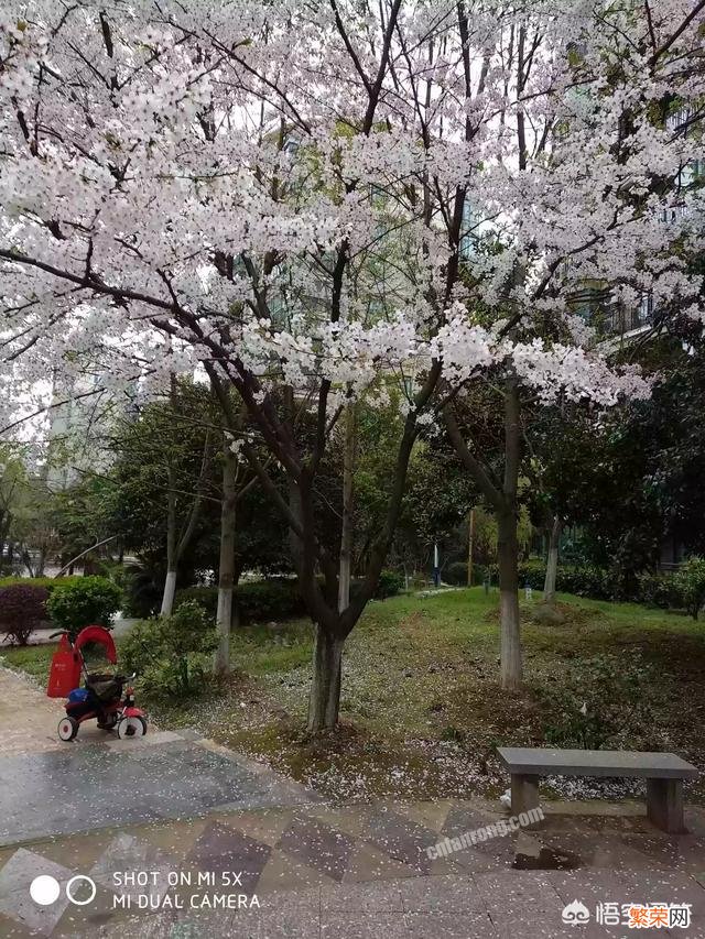 春季看樱花,那么樱花有分几个品种吗？分地区吗？