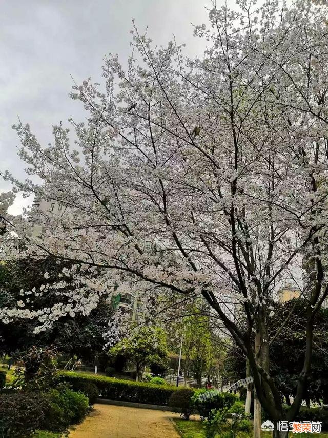 春季看樱花,那么樱花有分几个品种吗？分地区吗？