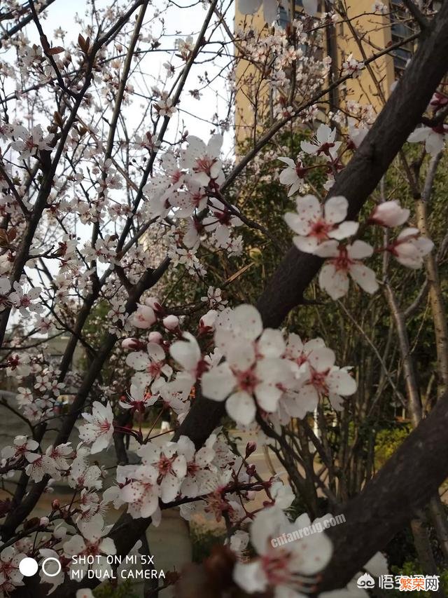 春季看樱花,那么樱花有分几个品种吗？分地区吗？
