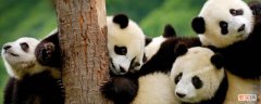 国宝大熊猫属于什么科目 大熊猫属于什么科目