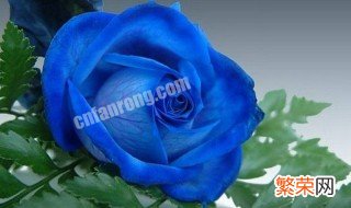 蓝玫瑰的花语是什么 蓝玫瑰简介