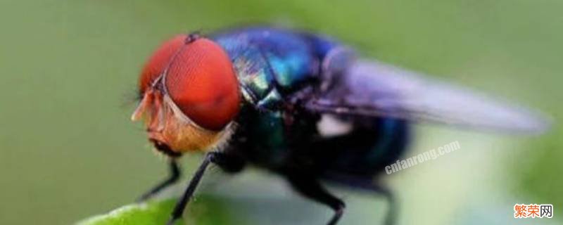 苍蝇灭绝会有什么后果 苍蝇如果灭绝会造成什么后果