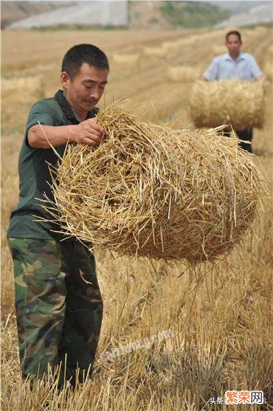 农村如何就地取材制作羊饲料？