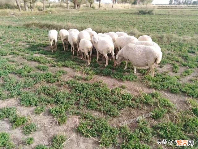 新手养繁殖母羊,品种是关键,该怎样挑选？