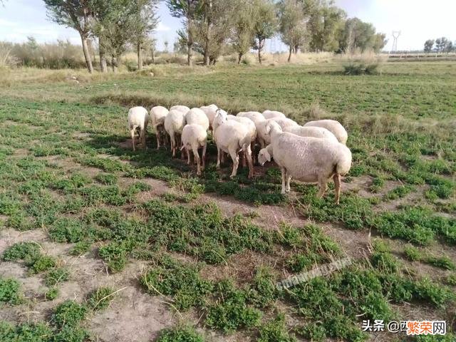 新手养繁殖母羊,品种是关键,该怎样挑选？