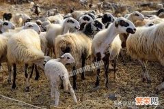 公羊给母羊怎样配种？