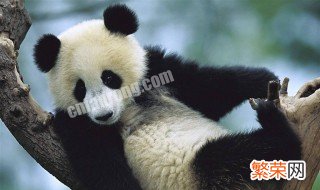 熊猫是猫科动物吗 熊猫是几级保护动物