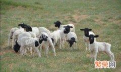 如何识别多胎羊 是不是看硬块识别的