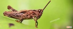 昆虫记的蝗虫的特点 昆虫记蝗虫的特点和生活特征