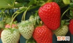 草莓浇水技术要点 如何给草莓浇水