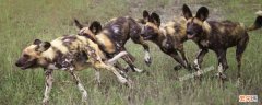 非洲野犬与鬣狗的区别 非洲野狗和鬣狗有什么区别