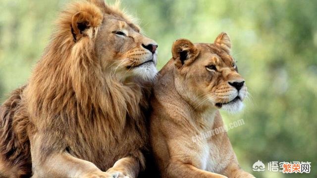 母狮一生中要经历多少次雄狮更替与丧子之痛？