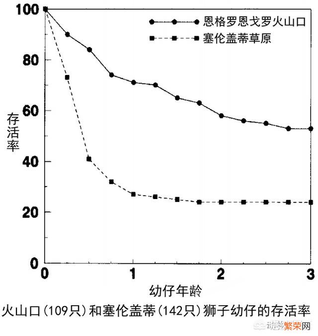 母狮一生中要经历多少次雄狮更替与丧子之痛？