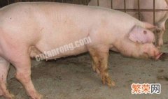 母猪的饲养方法 母猪的饲养方法视频