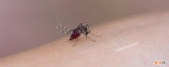 春天的蚊子毒性大吗视频 春天的蚊子毒性大吗