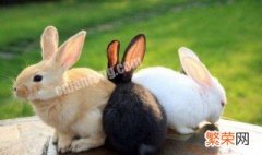 小兔子长什么样 对小兔子准确的描述