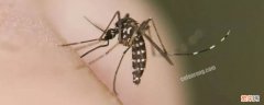 黑花蚊子学名叫什么 黑花蚊子百科