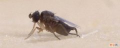 蚤蝇是怎么滋生的 蚤蝇是什么