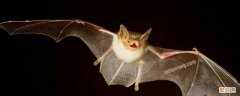 蝙蝠会往人身上飞吗 蝙蝠会主动飞人身上吗