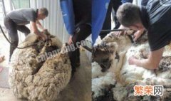 绵羊为什么要剪毛 降温防止寄生虫