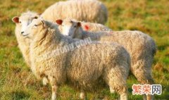 羊驱虫最快的方法 羊驱虫用什么药