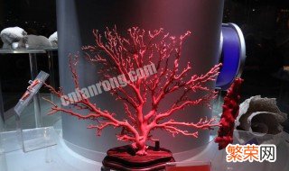 红珊瑚怎么分真假 两招教你辨别