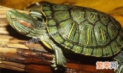 冬天巴西龟怎么养 具体内容如下