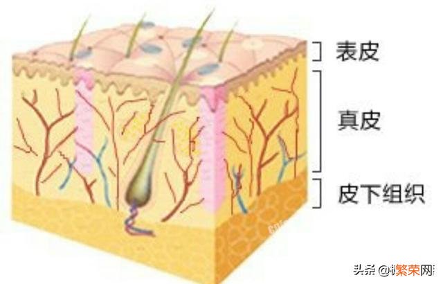 咖啡因眼霜是不是智商税？