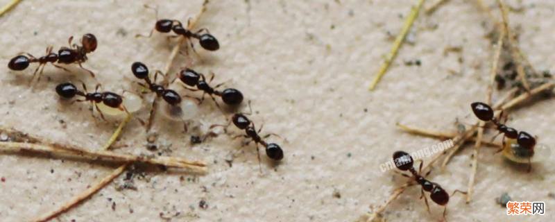 六楼家里有蚂蚁是什么原因 六楼家里怎么会有蚂蚁