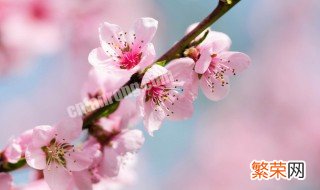 桃树什么时候开花什么时候结果 桃树什么时候开花呢