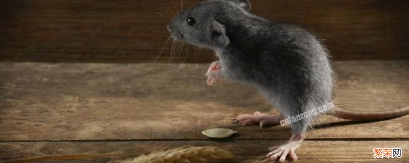 老鼠不吃食物能活几天 老鼠不吃东西能活多久