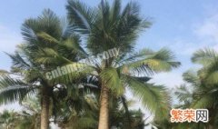 国王椰子的养殖方法 国王椰子的养殖方法和注意事项