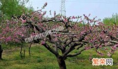 桃树是如何开花 桃树是如何开花结果的