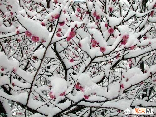 冬春时节,你知道哪些描写梅花的诗词？