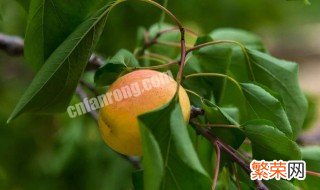 杏梅树的种植方法和技术 杏梅树的种植方法